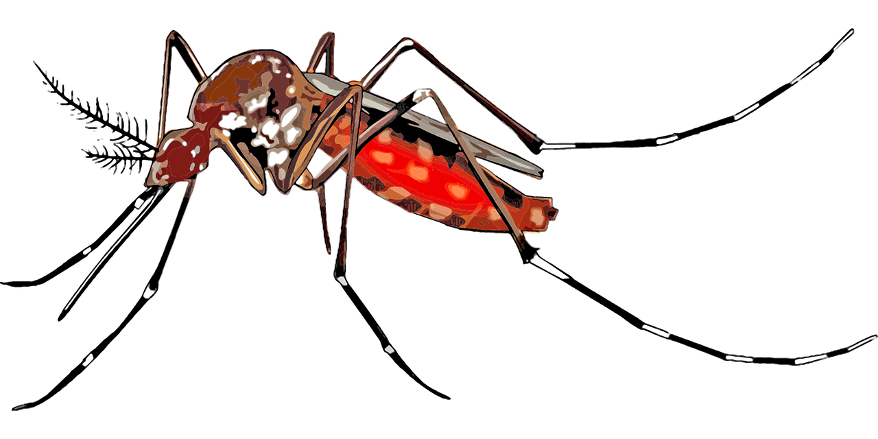 CARA EFEKTIF BERANTAS NYAMUK AEDES AEGYPTI TERNYATA BUKAN DENGAN FOGGING